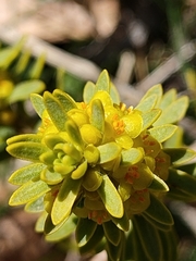 Thymelaea tinctoria nivalis
