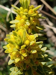 Thymelaea tinctoria nivalis