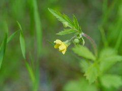 Geum macrophyllum macrophyllum