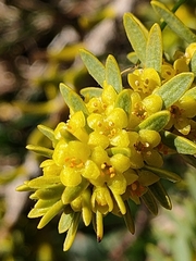 Thymelaea tinctoria nivalis