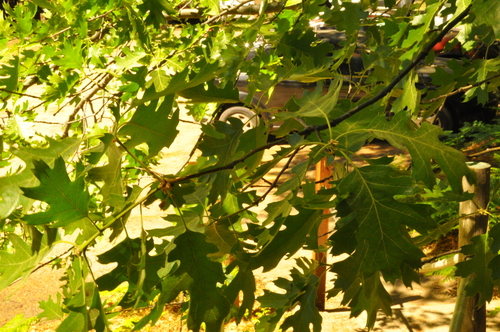 iNaturalist observation photo of California black oak