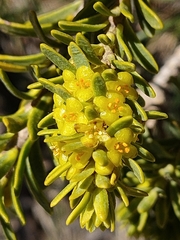 Thymelaea tinctoria nivalis