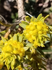 Thymelaea tinctoria nivalis
