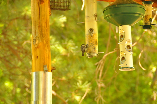 iNaturalist observation photo of Mountain Chickadee