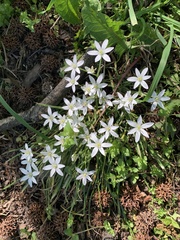 Ornithogalum umbellatum