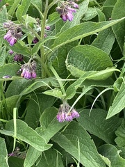 Symphytum officinale