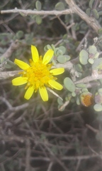 Othonna pteronioides