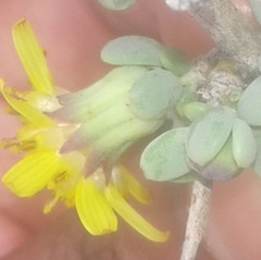 Othonna pteronioides