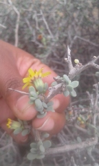 Othonna pteronioides