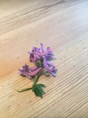 Corydalis solida