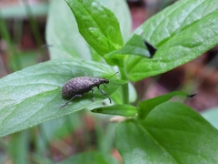 Polydrusus pilosus