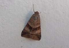 Melipotis fasciolaris
