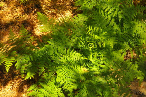 iNaturalist observation photo of common bracken