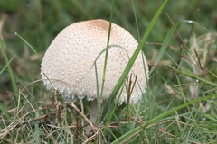 Macrolepiota zeyheri