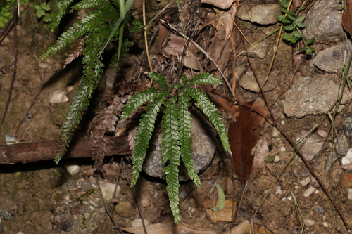 Rough maidenhair (Adiantum hispidulum)