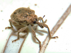 Phelypera distigma