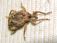 Phelypera distigma