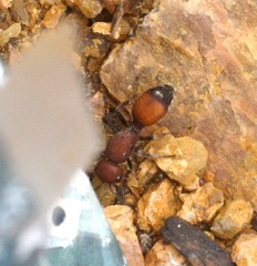 Dasymutilla creon