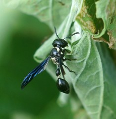 Zethus spinipes variegatus