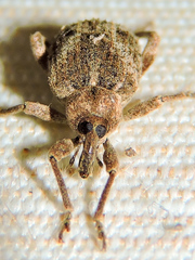 Phelypera distigma