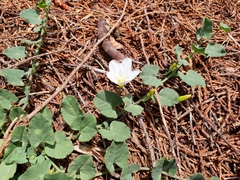 Convolvulus arvensis