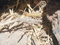 Liolaemus constanzae