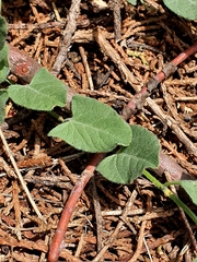 Convolvulus arvensis