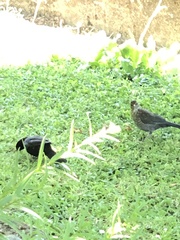 Turdus merula