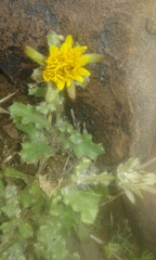 Cuspidia cernua annua