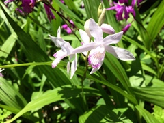 Bletilla