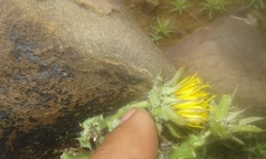 Cuspidia cernua annua