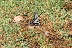 Protographium epidaus epidaus