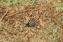 Protographium epidaus epidaus