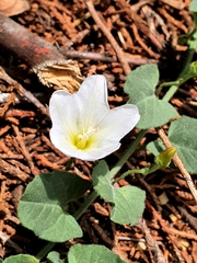 Convolvulus arvensis