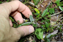 Glycine cyrtoloba