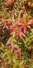 Nandina domestica