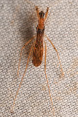Saicinae