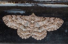 Ascotis reciprocaria