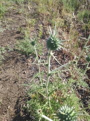 Echinops spinosissimus