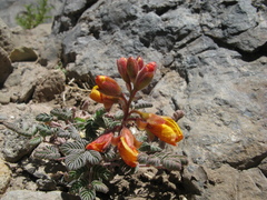 Hoffmannseggia doellii