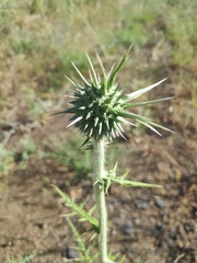 Echinops spinosissimus