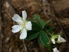 Potentilla montana