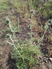 Echinops spinosissimus
