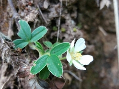 Potentilla montana
