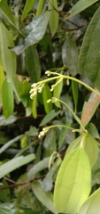 Cinnamomum cassia