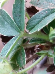Potentilla montana