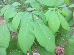 Phylloxera caryaeglobuli