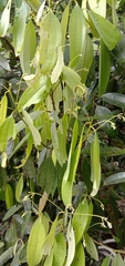 Cinnamomum cassia