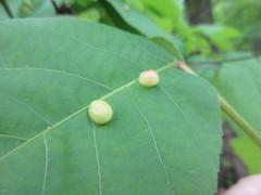 Phylloxera caryaeglobuli