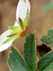 Potentilla montana